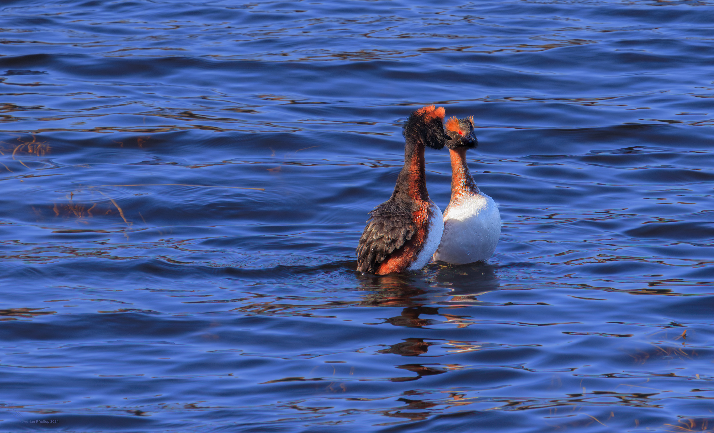 Podiceps auritus